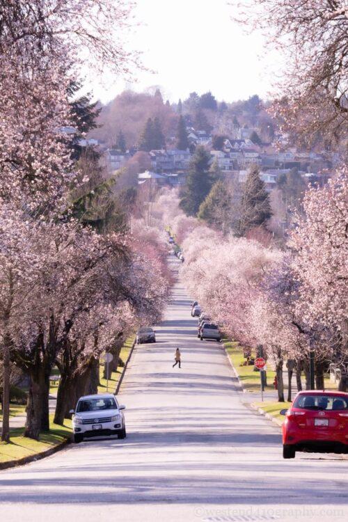 桜並木を圧縮効果で撮影した写真