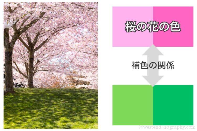 桜と芝生で撮る補色の関係