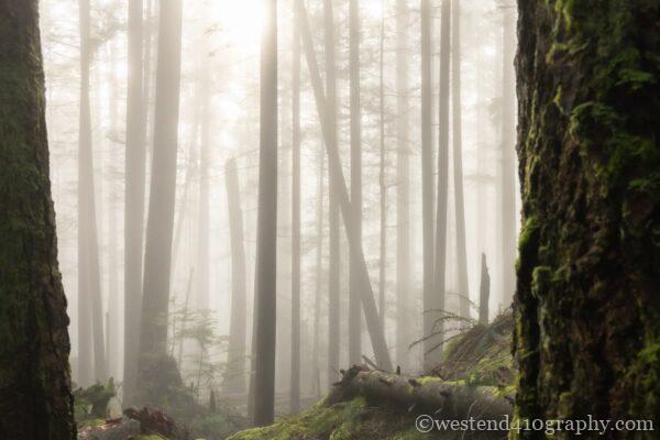 霧の中を逆光で撮影した登山写真