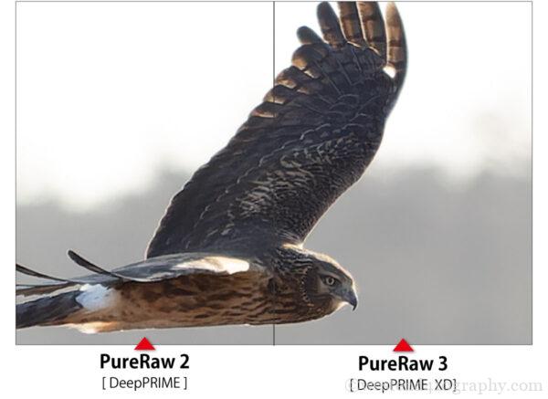 野鳥写真での新旧PureRawノイズ除去の比較（拡大）