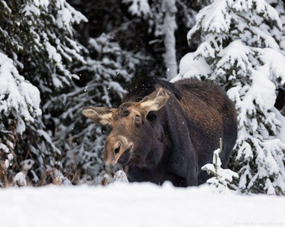 Cow Moose