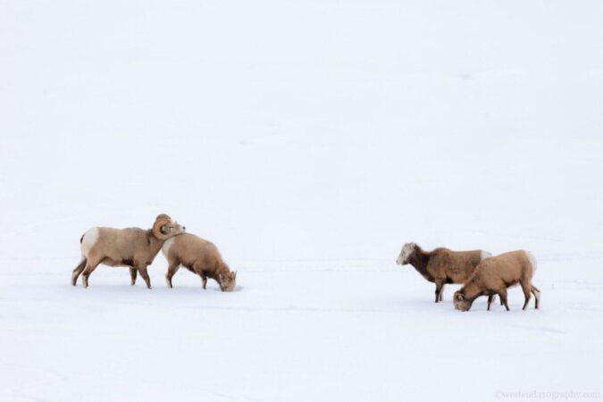 Big Horn Sheep Family