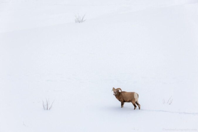 Big horn sheep In the snowfield