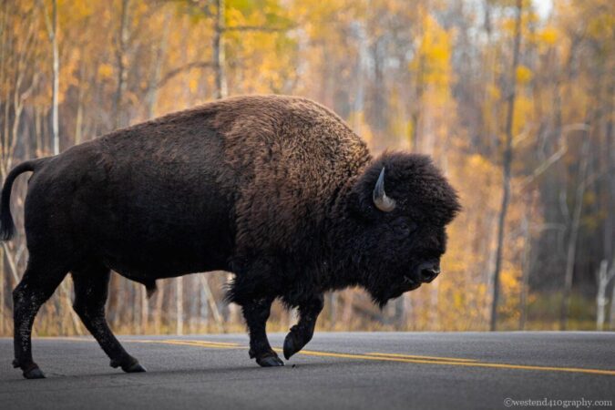 Bison Crossing the Autumn Road