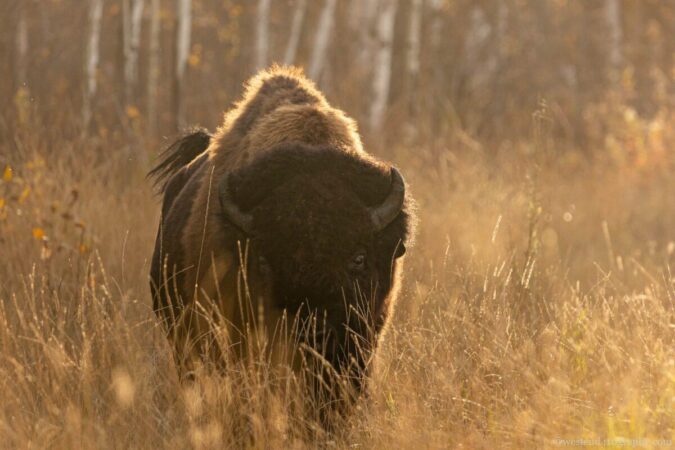 Bison in the morning