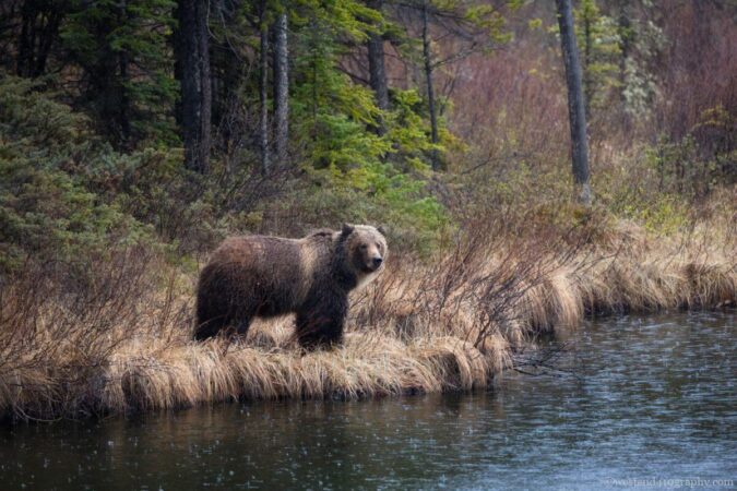 Grizzly at Lakeside