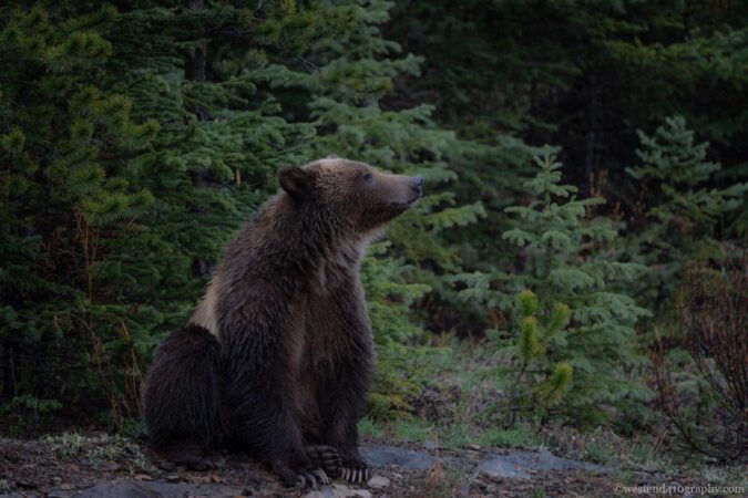 Grizzly is lost in thought