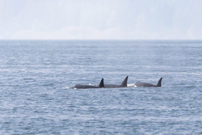 3 Orcas form in line
