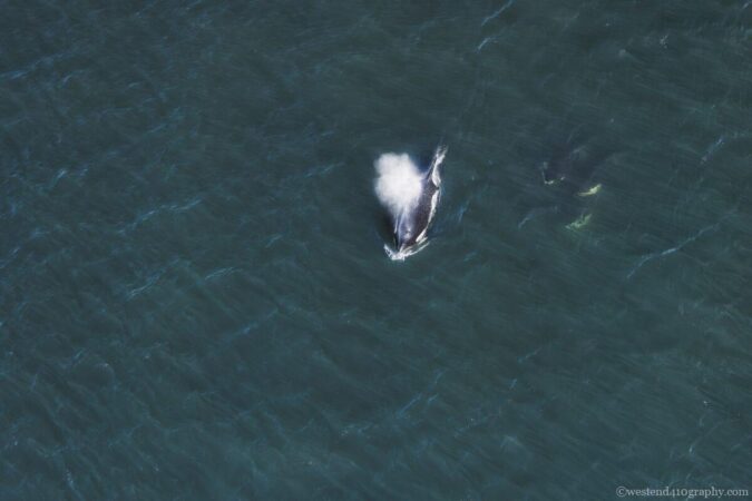 A minimal overhead photo of Orca